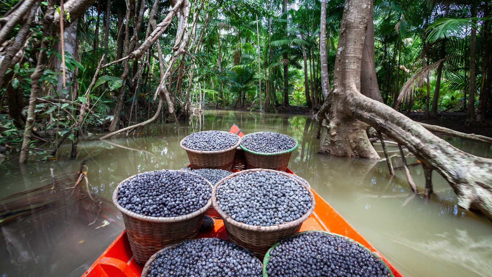 ¿Qué es el Açaí?